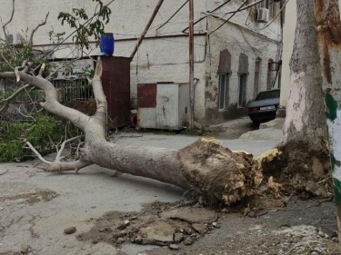 Güclü külək nəticəsində 8 yerdə ağaclar yola aşıb, hərəkət çətinləşib