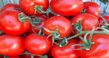 Pomidorlarda virus var: AQTA-dan XƏBƏRDARLIQ