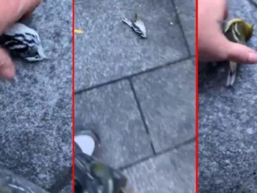 Yüzlərlə quş “Dünya Ticarət Mərkəzi”nin binasına çırpılaraq öldü