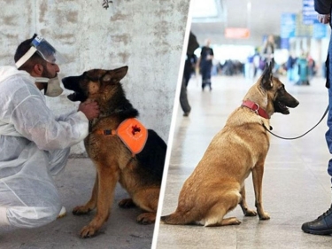 Aeroportlarda COVİD xəstələrini itlər aşkar edəcək