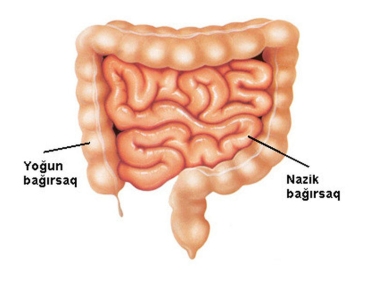 Bağırsaqların normal mikroflorası