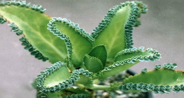 Kalanxoe - yaraları sağaldan bitki