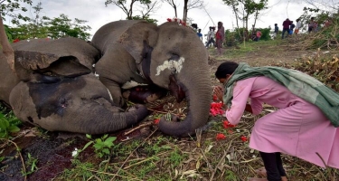 Hindistanda elektrik cərəyanı azı  600 fili öldürüb