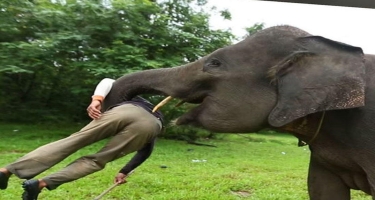Safaridə dostlarından ayrılan turist filin ayaqları altında öldü