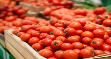 Azərbaycandan göndərilən 432 tondan çox pomidor Rusiyaya buraxılmayıb