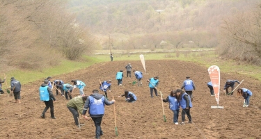 “Yaşıl Marafon” çərçivəsində Qubada meşəsalma aksiyası keçirilib - FOTO