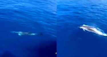 Turistləri daşıyan gəmini müşayiət edən delfin maraqla qarşılandı - VİDEO