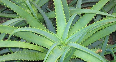 Təbii təbabət - Aloe