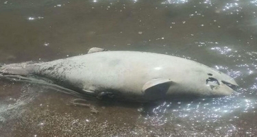 “Suda xəstəlik”: Azov dənizində balıq və delfinlərin kütləvi ölümü başladı - FOTO