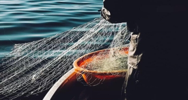 Balıqçılar nadir balıq tutub, 17 min dollara satıblar