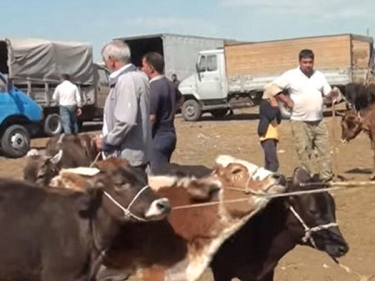 Bayramqabağı mal bazarında vəziyyət NECƏDİR?