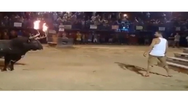 Buynuzları yanan öküz matadora ciddi xəsarət yetirdi - VİDEO