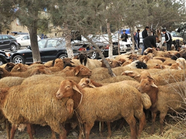 134 ünvanda qurbanlıq heyvanların satışı və kəsimi təşkil ediləcək