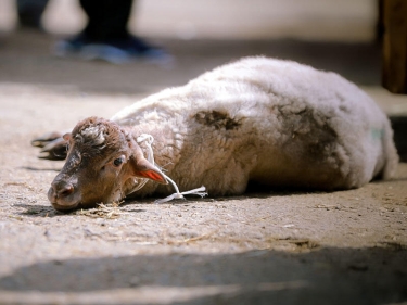 Bu günün qurbanları - FOTOSESSİYA