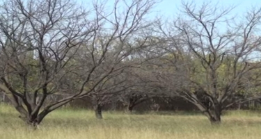 Bu rayonda ağaclar susuzluqdan quruyur - VİDEO