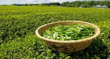 “Azərbaycan çay idxaldan ciddi şəkildə asılıdır”