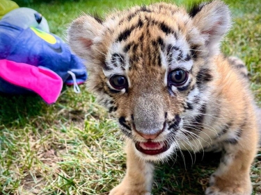 Bakı Zooparkında pələng dünyaya gəlib - FOTOlar