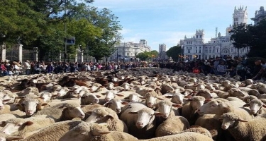 Qoyunlar Madrid küçələrini “işğal” etdilər - VİDEO