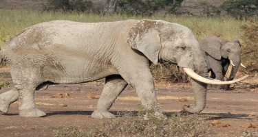 44 fil bala fili öldürən insanlardan qisas almağa gəldi