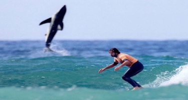 Köpək balığı sörfçüyə həyəcanlı anlar yaşatdı - FOTO