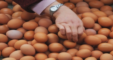 Yumurtanın 1 ədədi 1 MANAT - Yanvar ayına HAZIRLAŞIN