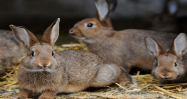 Tovuzlu fermer təsərrüfatında 120-dən çox dovşan saxlayır - VİDEO