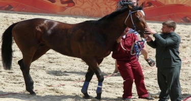Ramzan Kadırov Çexiyada oğurlanan atının dəyərini AÇIQLADI