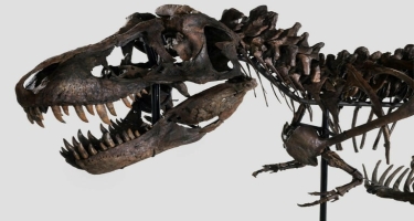 67 milyon illik dinozavr skeleti hərraca çıxarılıb - FOTO