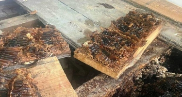 Arılar britaniyalı ailənin evini nəhəng pətəyə çevirdi - FOTO