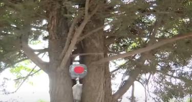Şəhərin mərkəzində zibil qabı kimi istifadə olunan ağaclar - VİDEO - FOTO