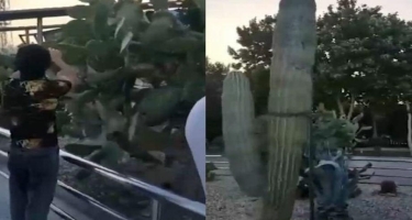 Milli Parkda kaktusları kəsdilər, yandırdılar