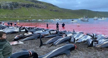 Yaponiyada delfin ovu mövsümü başlayıb: Yüzlərlə canlı öldürüləcək