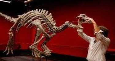 Nadir dinozavr skeleti hərraca çıxarılacaq