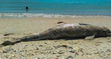 Son bir həftədə yüzdən çox ölü delfin tapıldı