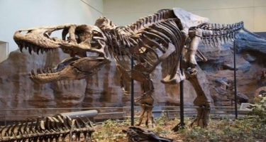 Kanadada mədəsində iki dinozavr olan Tiranozavrın qalıqları tapıldı - FOTO
