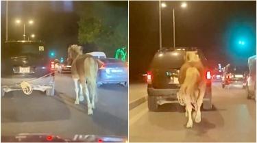 Paytaxtda sürücü atı maşının arxasına bağlayıb yol boyu apardı - VİDEO