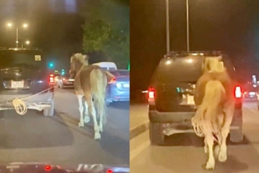 Bakıda atı maşının arxasına bağlayıb yol boyu sürən sürücü ilə bağlı açıqlama - VİDEO