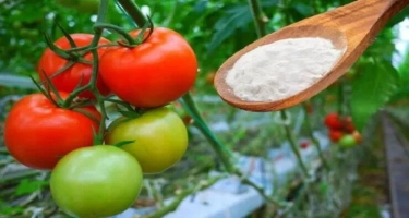 Sodanın pomidor üçün FAYDALARI – Maraqlıdır