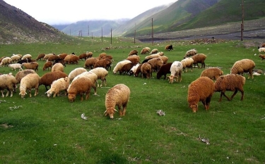 Qurbanlıq heyvanı onlayn qaydada almaq mümkündür - VİDEO