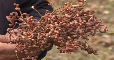 Göyçayda konfet ağacı yetişdirilir - dünyada ən şirin meyvə kimi tanınır - REPORTAJ - VİDEO - FOTO