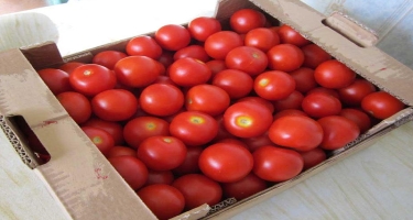 Azərbaycanda ötən il ən çox ixrac edilən pomidor olub