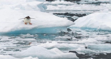 Antarktikada temperatur ilk dəfə olaraq müsbət 20 dərəcə Selsidən yuxarı qalxıb