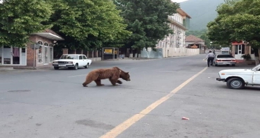 Şəkidəki ayı Altıağac milli parkına aparılacaq