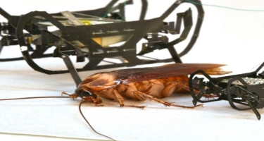 Dünyanın ən kiçik böcək robotu