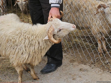 Qurban bayramı ilə bağlı əhaliyə müraciət edildi