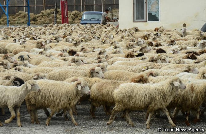 Qurban bayramı ilə əlaqədar onlayn satış yarmarkası keçiriləcək