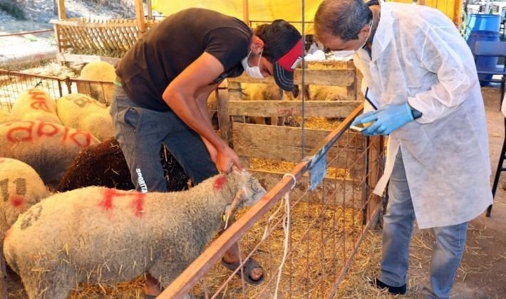 Qurbanlıq qoyunların sifarişi neçə aparılacaq? - İZAH