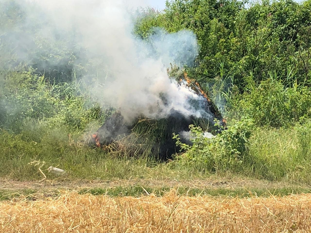 Şəkidə 5 tondan artıq narkotik tərkibli bitki məhv edilib (FOTO)