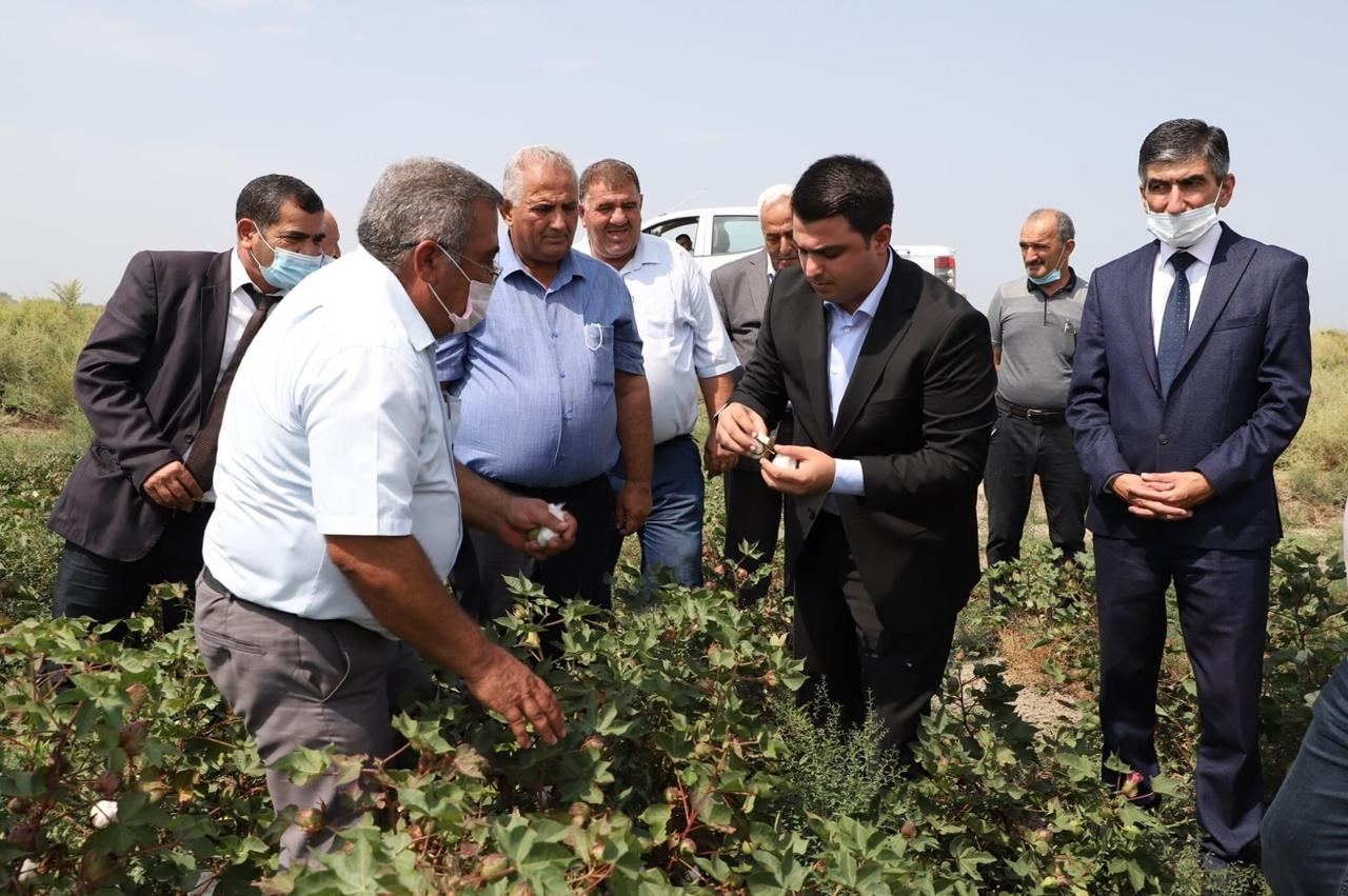 Neftçala rayonunda ilkin olaraq əl ilə pambıq yığımına başlanılıb (FOTO)