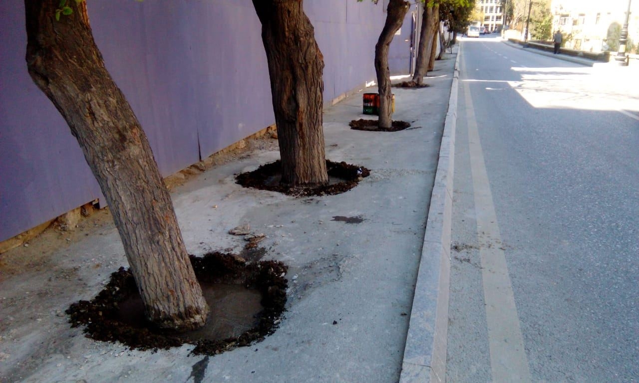 BŞİH: Ağacların dibinə tökülən beton təmizlənib, ərazi nəzarətə götürülüb (FOTO)